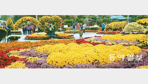 [부산/경남]형형색색 국화꽃 조형물