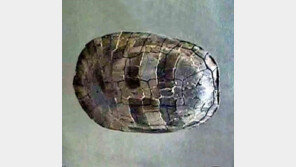 9000만 년 전 거북화석, 사막에서 발견?…‘과거 슾지대였다’