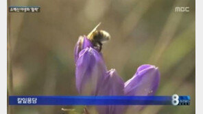 용담 꽃말 ‘당신이 슬플 때 나는 사랑한다’… 꽃 모양에서 기인