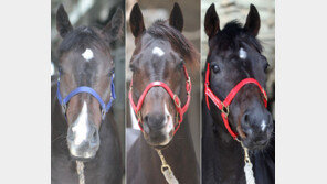 ‘쩐의 전쟁’ 대통령배, 서울 vs 부경 누가 웃을까