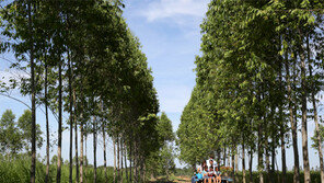 [Feeling]푸른 나무, 맑은 동심… 태국에서 가꾸는… 푸른 미래의 꿈