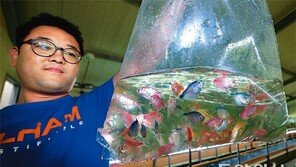 물고기에 미쳐 3대째 家業… 중국수출 꿈꿔