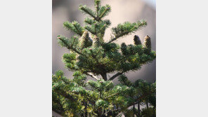 멸종위기종 구상나무, 속리산에도 군락지