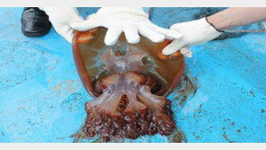 [광주/전남]성가신 해파리가 해외 선주문 받는 효자로