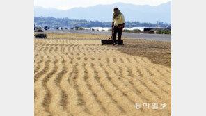 [광주/전남]가을 햇살에 벼 말리는 農心