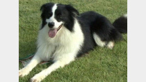 보더 콜리의 성격, 친화력 대장!