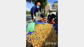 가로수 은행 먹어도 될까? 성인 10알 이내로 익혀 먹어야…어린이는?