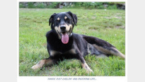 잃어버린 개 찾는데 3800만 원 쓴 주인…어떤 개이기에?