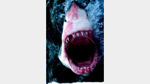 거대 상어 뱃속에서 사람 머리와 다리 발견… 희생자는 누구?