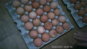 [ON AIR] 뻔뻔하게 유통되는 ‘불량달걀’