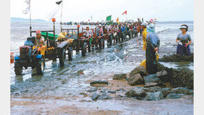[대전/충남]보령 바지락 얼마나 컸을까