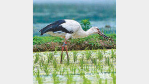 [부산/경남]日서 온 황새 ‘봉순이’ 남해안 눌러앉을까