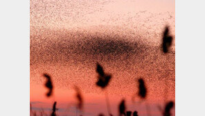 군산세계철새축제 개막 “눈을 의심케 하는 장관”
