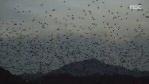 울산 떼까마귀 5만 마리, 태화강서 장관 연출…누리꾼 “꼭 봐야할 장관”