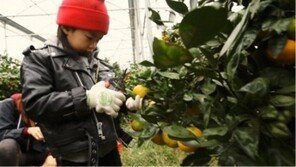 ‘슈퍼맨이 돌아왔다’ 하루, 감귤따기 에이스 등극? 