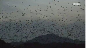 울산 떼까마귀 5만 마리…철새공원으로 조성 “관광상품으로도”