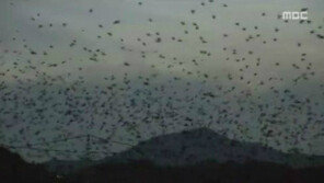 울산 떼까마귀 5만 마리, ‘태화강’ 상공 수놓은 하늘 위 장관