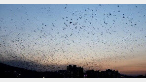 울산 떼까마귀 5만 마리, 일출 일몰 시간 화려한 군무 선보여…
