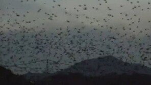 울산 태화강, 떼까마귀 5만 마리 비행… 4대강 롤모델 답네!