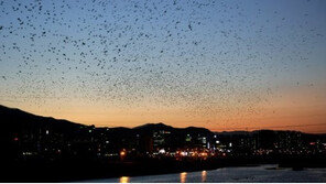 울산 태화강, 떼까마귀 5만 마리 비행… ‘4대강 롤모델’