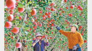 [대구/경북]포항사과 막바지 수확