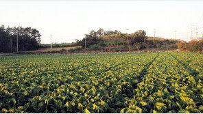 [Food&Dining3.0]“미네랄 먹고 쑥쑥 큰 명품배추로 김치 담가요”