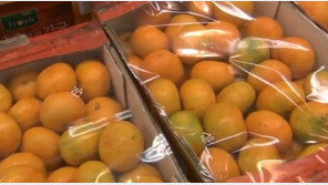 맛있는 귤 고르는 법, ‘이것’만 알면 마트에서 호갱 피할 수 있다!