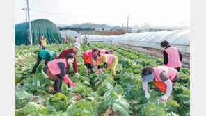 [부산/경남]사랑의 김장배추 5500포기 수확