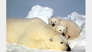 북극곰 개체 수 급감, 새끼 곰 80마리 중 2마리 살아남아… 이유는?