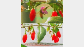 구기자의 효능, 혈기왕성·허리통증 완화… 백내장 치료까지?