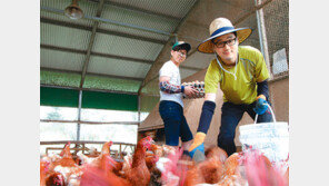 귀농 아닌 創農… IT-디자인 접목으로 날개 단 ‘청정 달걀’