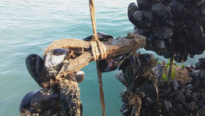 [ON AIR] 폐타이어 홍합, 알고 드십니까