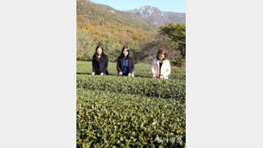 [광주/전남]“녹차밭 사잇길로 걸어보세요”