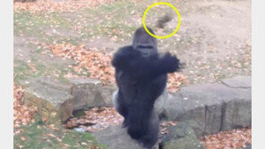 [영상] “찍지마” 성질 뻗친 고릴라, 관람객에 돌 던져…실사판 ‘미스터 고’