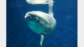 개복치 특징, ‘바다의 화타’로 불리는 이유 있었네!