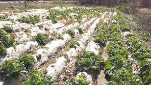 [ON AIR] 멧돼지와 전쟁하는 소백산 농가