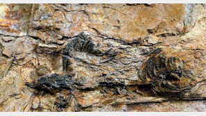 ‘초소형 육식공룡 화석’ 발견, 머리 크기가 500원짜리 동전만해