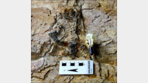 초소형 육식공룡 화석 발견, 아기 공룡인가 새로운 공룡인가?