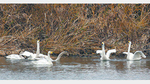 [대전/충남]천수만 찾은 큰고니들