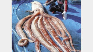 日, 7.6m 길이 대왕오징어 포획…“못 먹는다”