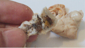 [단독]수도권 맛집 18곳 곱창볶음에 돼지 배설물