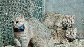 삵의 특징, 자신보다 큰 고라니도 사냥가능?