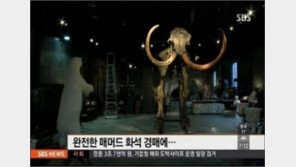 30만 달러 매머드 화석, 시대 보니 빙하기?