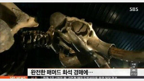 30만 달러 매머드 화석, 얼마에 팔렸나 보니…30억 훌쩍 넘어 “입이 쩍”