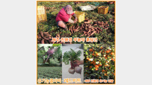 유기농 친환경 업체 ‘소낭친환경영농조합법인제주’