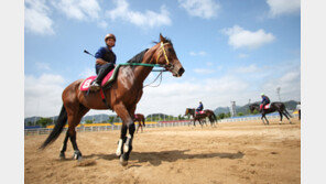 국내 말산업 3조원 시장…경마가 비중 81% 차지 ‘젖줄’ 역할