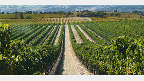 호주 와인의 재발견