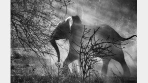 [‘다큐 사진의 거장’ 세바스치앙 살가두 GENESIS展]잠비아 코끼리 “사람이 무서워요”