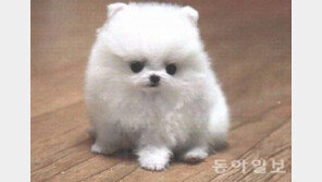 애완견 금지 음식, 초콜릿 절대 섭취 불가… 심하면 사망까지