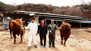 [ON AIR] 싸움소 조련사 삼부자 이야기